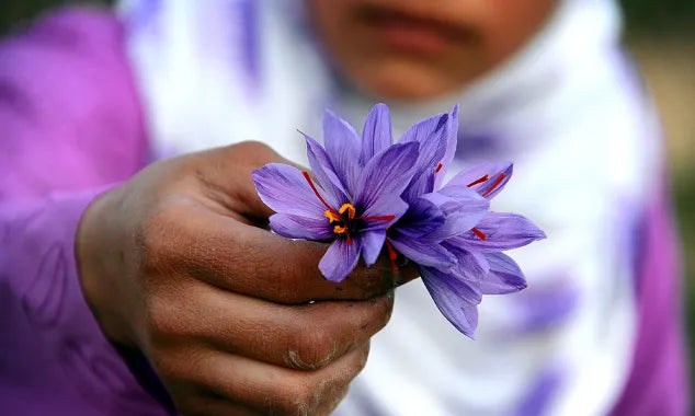 Saffron’s Cultural Significance